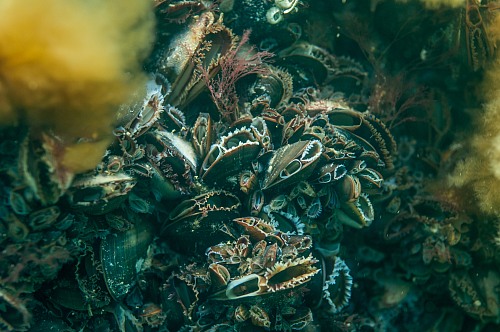 Prerow Coast, Darss, Mecklenburg-Vorpommern, Baltic Sea
<p>A colony of common or blue mussels (Mytilus edulis) seddling on stony ground together with red algaes (Ceramium diapham) in the shallow waters of the national park darss near Prerow, underwater, underwater photo, dmm, archaeomare, bivalvia, rhodophyta <br /></p>
Küste - Strand, Meer/Ozean, Insel, Fauna - Wirbellose, Biota - marin
Archaeomare e.V. / Thomas Foerster